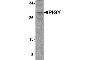 Western Blotting (WB) image for anti-Phosphatidylinositol Glycan Anchor Biosynthesis, Class Y (PIGY) (C-Term) antibody (ABIN1030585)