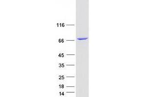 Validation with Western Blot (KLC2 Protein (Transcript Variant 4) (Myc-DYKDDDDK Tag))