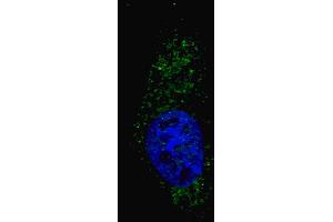 Fluorescent image of  cells stained with (ABIN388464 and ABIN2849519) LC3 (G8A) (N-term) antibody.