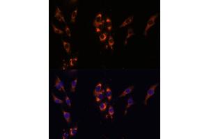 Immunofluorescence analysis of HeLa cells using PDE3A Polyclonal Antibody (ABIN7269301) at dilution of 1:100 (40x lens). (PDE3A antibody  (AA 380-660))