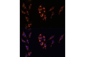 Immunofluorescence analysis of HeLa cells using PDE3A Polyclonal Antibody (ABIN7269301) at dilution of 1:100 (40x lens). (PDE3A antibody  (AA 380-660))