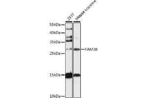 Western blot analysis of extracts of various cell lines, using FB antibody (ABIN6131640, ABIN6140457, ABIN6140459 and ABIN6217652) at 1:1000 dilution.