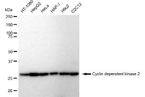 Western blotting analysis using Cyclin dependent kinase 2 antibody (ABIN7798211). (Recombinant CDK2 antibody)