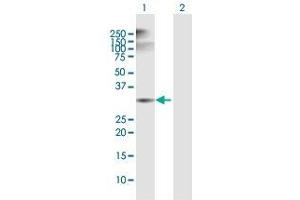 Western Blot analysis of ANXA5 expression in transfected 293T cell line by ANXA5 MaxPab polyclonal antibody. (Annexin V antibody  (AA 1-320))