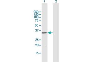 Western Blot analysis of MS4A1 expression in transfected 293T cell line by MS4A1 MaxPab polyclonal antibody. (CD20 antibody  (AA 1-297))