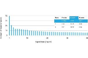 Protein Array (PAr) image for anti-Serotonin Receptor 1A (HTR1A) antibody (ABIN7456239) (Serotonin Receptor 1A antibody)