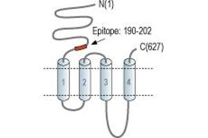 Representative domain view of the target of ABIN7581854.