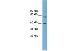 Image no. 1 for anti-Prkaca,Prkacb (N-Term) antibody (ABIN6745219) (PRKACA/PRKACB antibody  (N-Term))
