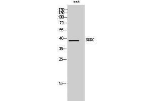 Western Blot (WB) analysis of rat cells using NUDC Polyclonal Antibody.