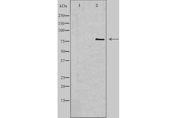 CNKSR1 antibody  (Internal Region)