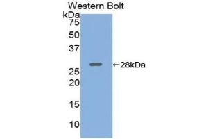 Western Blotting (WB) image for anti-Adenylate Cyclase 5 (ADCY5) (AA 167-385) antibody (ABIN1857910) (ADCY5 antibody  (AA 167-385))