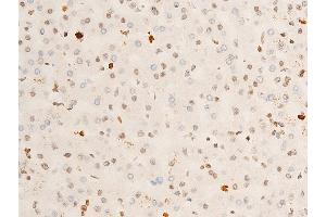 ABIN6267286 at 1/100 staining human liver tissue sections by IHC-P. (TRKA antibody  (pTyr681, Tyr680))