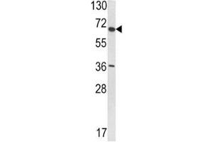 Western blot analysis of VDU1 antibody and T47D lysate. (USP33 antibody  (AA 799-829))