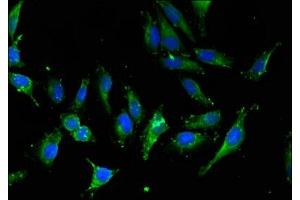 Immunofluorescent analysis of Hela cells using ABIN7156142 at dilution of 1:100 and Alexa Fluor 488-congugated AffiniPure Goat Anti-Rabbit IgG(H+L) (IPO13 antibody  (AA 501-700))