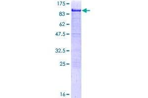 HCLS1 Protein (AA 1-486) (GST tag)