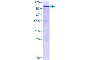 HCLS1 Protein (AA 1-486) (GST tag)