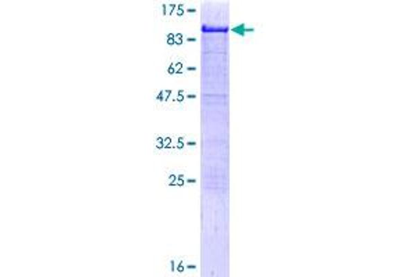 HCLS1 Protein (AA 1-486) (GST tag)