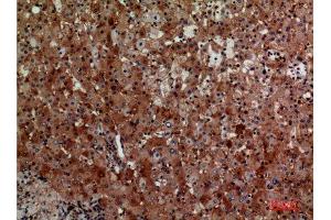Immunohistochemistry (IHC) analysis of paraffin-embedded Human Liver, antibody was diluted at 1:100. (CD276 antibody  (Internal Region))