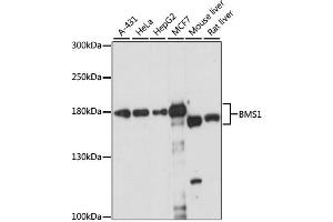 Western blot analysis of extracts of various cell lines, using BMS1 antibody (ABIN6292658) at 1:1000 dilution. (BMS1 antibody)