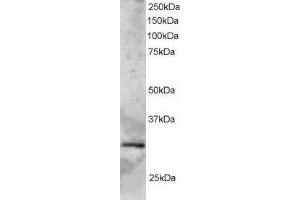 ABIN2562789 staining (2µg/ml) of Human Heart lysate (RIPA buffer, 35µg total protein per lane). (SYF2 antibody  (C-Term))