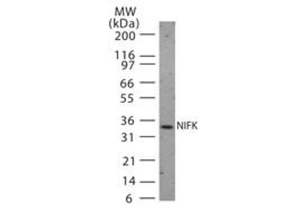 NIFK antibody  (AA 144-160)
