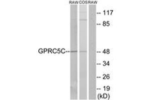 Western blot analysis of extracts from RAW264. (GPRC5C antibody  (AA 51-100))