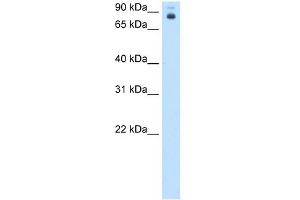 WB Suggested Anti-pb Antibody Titration:  0. (Homeotic Protein Proboscipedia antibody  (Middle Region))