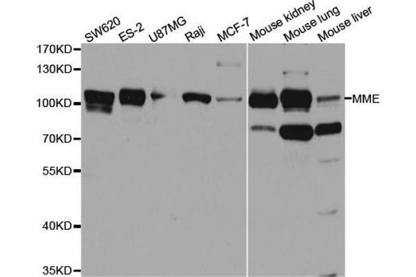 MME antibody  (AA 52-352)