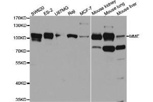 Western blot analysis of extracts of various cell lines, using MME antibody.