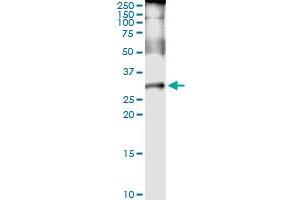 Immunoprecipitation of PLP1 transfected lysate using anti-PLP1 MaxPab rabbit polyclonal antibody and Protein A Magnetic Bead , and immunoblotted with PLP1 MaxPab rabbit polyclonal antibody (D01) . (PLP1 antibody  (AA 1-277))