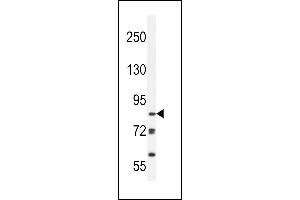 JHDM2b Antibody (Center) (ABIN656008 and ABIN2845384) western blot analysis in Ramos cell line lysates (35 μg/lane). (KDM3B antibody  (AA 869-897))