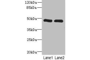 Western blot All lanes: HGDantibody at 2. (HGD antibody  (AA 226-445))