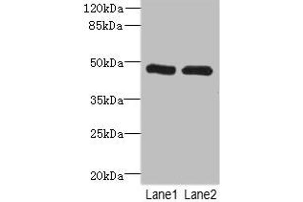 HGD anticorps  (AA 226-445)