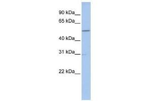 GNAL antibody used at 1 ug/ml to detect target protein. (GNAL antibody)