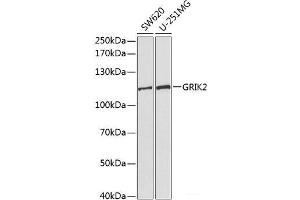 Western blot analysis of extracts of various cell lines using GRIK2 Polyclonal Antibody at dilution of 1:1000. (GRIK2 antibody)