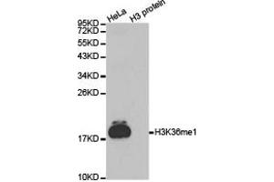 Western blot analysis of extracts of HeLa cell line and H3 protein expressed in E. (Histone 3 antibody  (H3K36me))