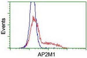 HEK293T cells transfected with either RC201377 overexpress plasmid (Red) or empty vector control plasmid (Blue) were immunostained by anti-AP2M1 antibody (ABIN2454656), and then analyzed by flow cytometry.