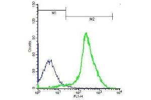 Mouse thymocytes probed with Rabbit Anti-TSHR Polyclonal Antibody, Unconjugated . (TSH receptor antibody  (AA 648-740))