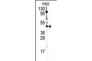 Western blot analysis of PRMT8 Antibody (C-term) (ABIN388025 and ABIN2845473) in K562 cell line lysates (35 μg/lane).