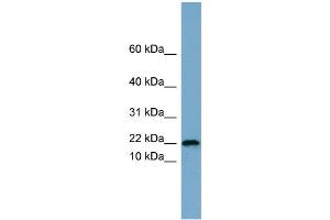 WB Suggested Anti-PRR13  Antibody Titration: 0. (Proline Rich 13 antibody  (Middle Region))