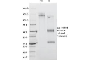 SDS-PAGE (SDS) image for anti-Protein tyrosine Phosphatase, Receptor Type, C (PTPRC) antibody (ABIN6940464)