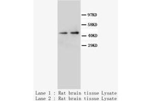 Image no. 2 for anti-Neuropeptide Y Receptor Y1 (NPY1R) (C-Term) antibody (ABIN1492944)