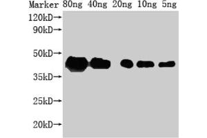 Western Blot Positive WB detected in Recombinant protein All lanes: ZIP1 antibody at 1:2000 Secondary Goat polyclonal to rabbit IgG at 1/50000 dilution Predicted band size: 29 kDa Observed band size: 43 kDa (SLC39A1 antibody  (AA 1-227))