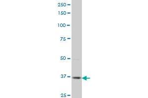 PBK monoclonal antibody (M07), clone 3A7 Western Blot analysis of PBK expression in Hela S3 NE . (PBK antibody  (AA 1-110))