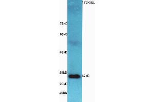 Lane 1:  Mouse intestine lysates probed with Rabbit Anti-AQP9 Polyclonal Antibody, Unconjugated (ABIN677123) at 1:300 overnight at 4 °C.
