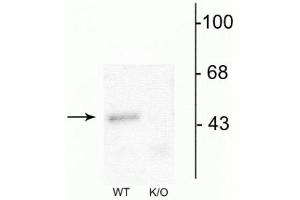 Western blot of mouse forebrain lysates from wild type (WT) and α1-knockout (K/O) animals showing specific immunolabeling of the ~51 kDa α1-subunit of the GABAA-R. (GABRA1 antibody  (Cytoplasmic Loop))