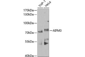 Western blot analysis of extracts of various cell lines, using  antibody (ABIN6129960, ABIN6136680, ABIN6136681 and ABIN6224707) at 1:1000 dilution. (AIFM3 antibody  (AA 1-200))