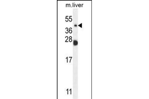 Sialidase 4 antibody  (C-Term)