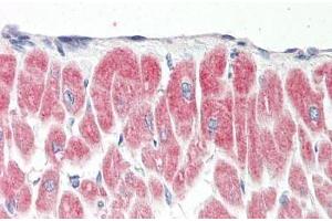 Human Heart: Formalin-Fixed, Paraffin-Embedded (FFPE) (YPEL1 antibody  (N-Term))