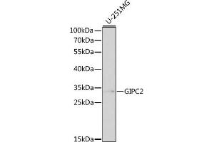 Western blot analysis of extracts of various cell lines, using GIPC2 antibody (ABIN3021775, ABIN3021776, ABIN3021777 and ABIN6215857) at 1:1000 dilution. (GIPC2 antibody  (AA 1-315))